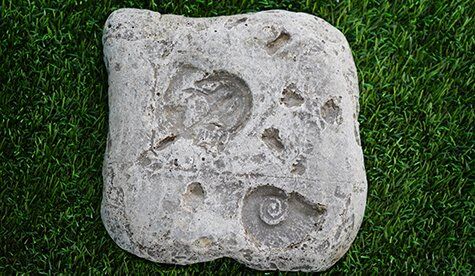 Fossil Steppers (set of 5) - Image 2