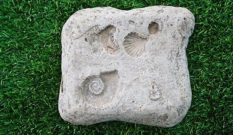 Fossil Steppers (set of 5) - Image 6