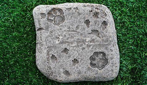 Fossil Steppers (set of 5) - Image 5