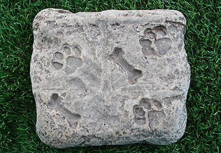 Fossil Steppers (set of 5) - Image 4