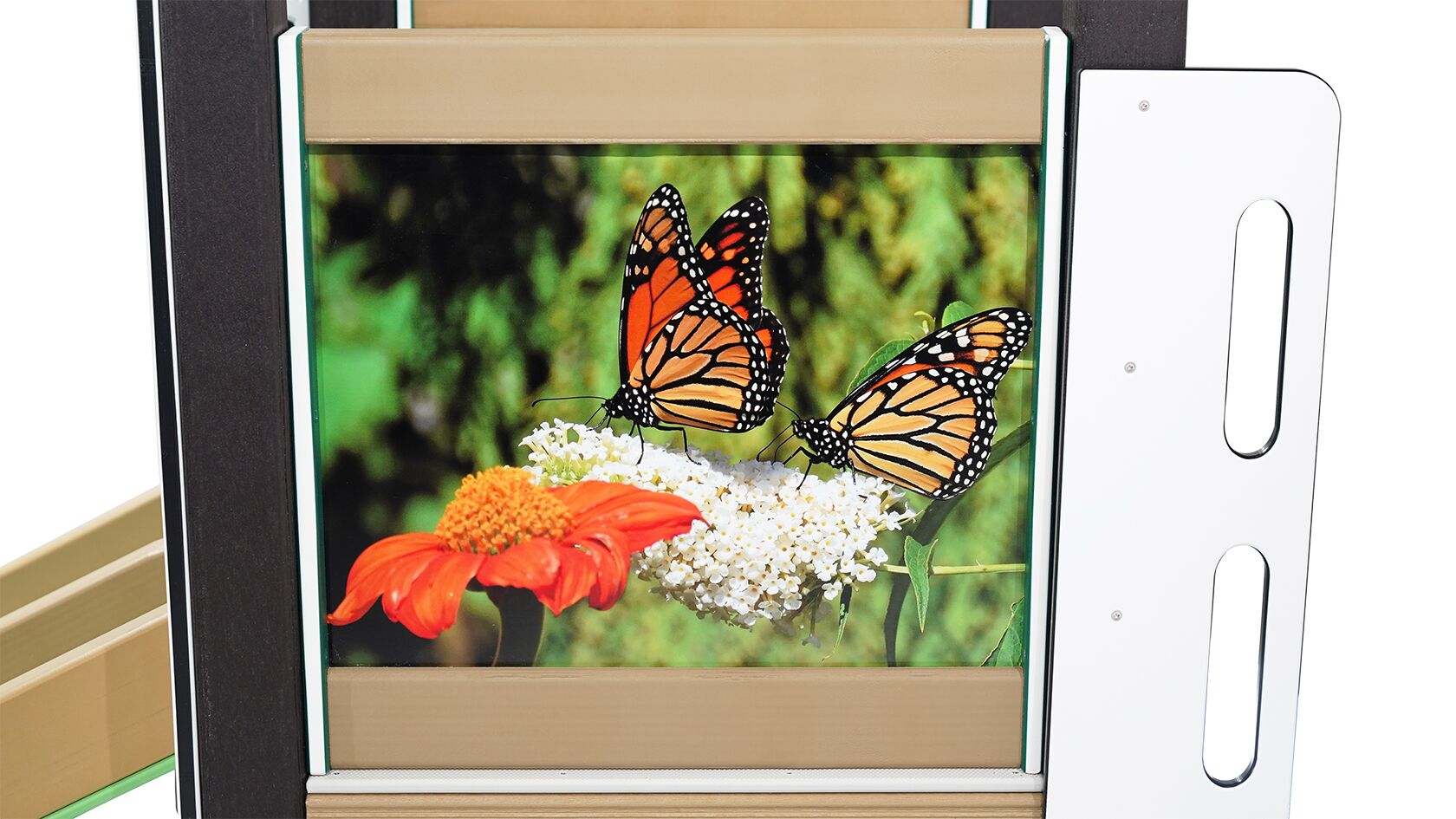 Monarch (Infant) - Image 4