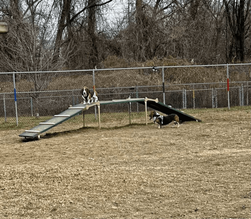 Dog Walk PBARK-410 - Image 3